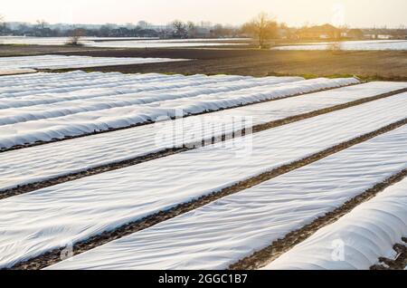 Le champ de plantation de pommes de terre de ferme est recouvert de tissu agricole non tissé spunbond. Pommes de terre antérieures, soin et protection des jeunes plantes fro Banque D'Images