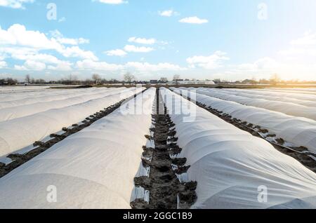 Le champ de plantation de pommes de terre de ferme est recouvert de tissu agricole non tissé spunbond. Créer un effet de serre. Pommes de terre plus tôt, soin et pr Banque D'Images