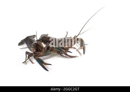 Freshwater Lobster blanc fond de studio Banque D'Images