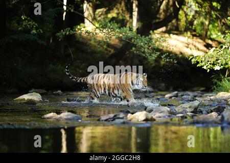 Le tigre de Sibérie Panthera tigris Tigris, ou l'Amour tigre Panthera tigris altaica dans la forêt marchant dans une eau. Tigre avec fond vert Banque D'Images