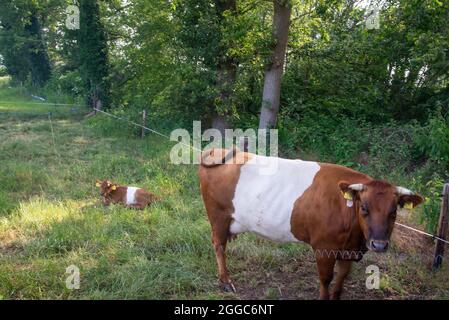 Vache Lakenvelder avec veau dans le champ à Gelderland, Hollande Banque D'Images