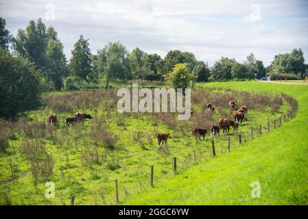 Authentique bétail Brandrode dans la plaine d'inondation près de la grande rivière Maas, Hollande Banque D'Images