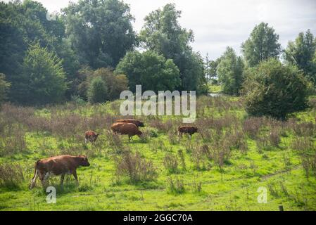 Authentique bétail Brandrode dans la plaine d'inondation près de la grande rivière Maas, Hollande Banque D'Images