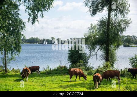 Authentique bétail Brandrode dans la plaine d'inondation près de la grande rivière Maas, Hollande Banque D'Images