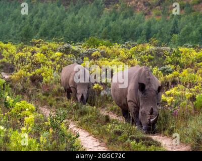 Mère rhinocéros blanc mène veau adolescent en bas de la route Banque D'Images