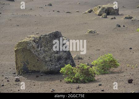 Zone aride sablonneuse avec pierres et petites plantes vertes Banque D'Images