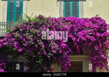 Une plante d'escalade de bougainvilliers en pleine floraison sur la façade d'une maison en été, Livourne, Toscane, Italie Banque D'Images