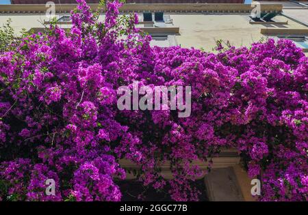 Une plante d'escalade de bougainvilliers en pleine floraison sur la façade d'une maison en été, Livourne, Toscane, Italie Banque D'Images