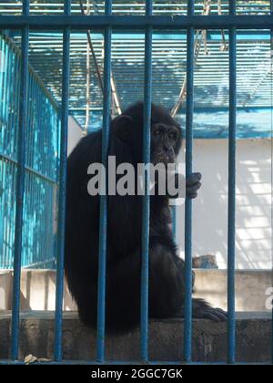 APE en cage dans un zoo au Sénégal Banque D'Images