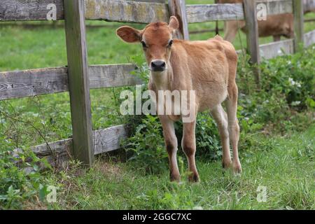 Veau de Jersey dans un pâturage de vache sur une ferme en été Banque D'Images