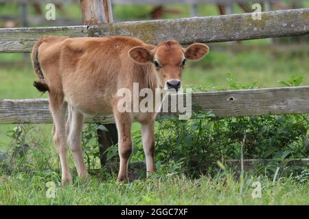 Veau de Jersey dans un pâturage de vache sur une ferme en été Banque D'Images