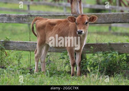 Veau de Jersey dans un pâturage de vache sur une ferme en été Banque D'Images