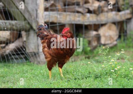 Les poulets de liberté se déplacent dans une ferme en été pour se nourrir Banque D'Images