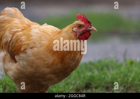Les poulets de liberté se déplacent dans une ferme en été pour se nourrir Banque D'Images