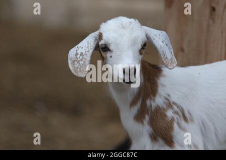 Bébé chèvre brun et blanc dans un zoo pour enfants sur une ferme Banque D'Images