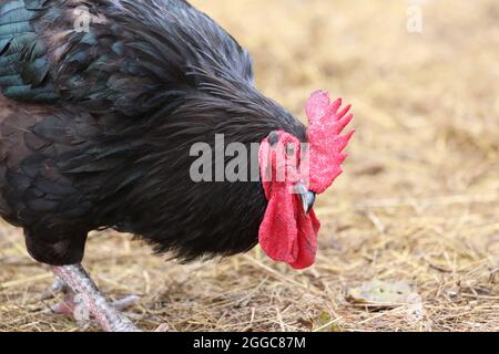 Un coq de gamme libre noir fourragent dans une cour de ferme Banque D'Images