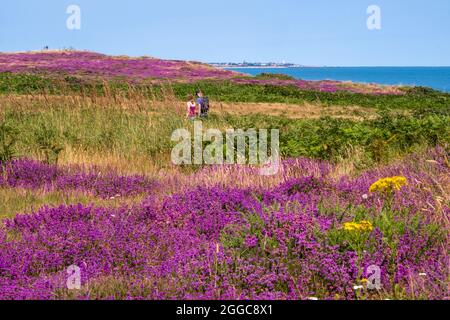 Bruyère violette et mer du Nord bleue. Marcher sur Dunwich Heath, Dunwich, Suffolk, East Anglia, Royaume-Uni. Southwold à l'horizon. Banque D'Images