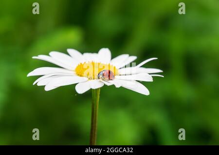 Coccinelle sur une fleur de pâquerette ou de camomille. DOF peu profond Banque D'Images