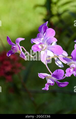 Gros plan vertical des orchidées pourpres de dendrobium Banque D'Images