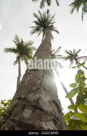 Les grands cocotiers poussent naturellement vers le ciel ouvert, entouré par la jungle tropicale, sur l'île de Gam, Raja Ampat, Indonésie Banque D'Images