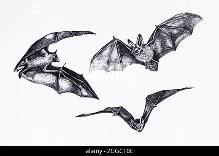 Croquis de la collection des chauves-souris. Dessin à la main de chauve-souris volante, chauve-souris suspendue à l'envers sur fond blanc. Banque D'Images