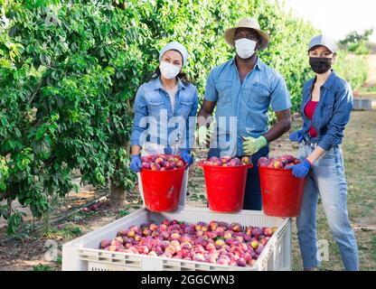 Ouvriers agricoles dans des masques de protection se tenant près d'une boîte de prunes récoltées Banque D'Images