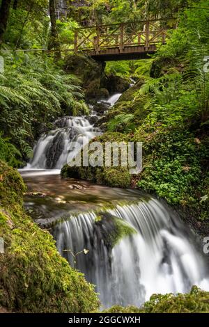 Canonteign Falls est l'une des plus hautes chutes d'eau d'Angleterre. Il se trouve dans la vallée de Teign, dans le parc national de Dartmoor, près de Chudleigh, South Devon, Banque D'Images