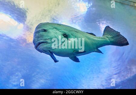 Poissons exotiques dans un aquarium sur la mer Rouge, nageant entre les coraux Banque D'Images