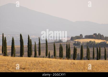 Paysage tuscanien emblématique, avec une rangée de cyprès en premier plan et des collines en pente en arrière-plan, partiellement cachées par la brume Banque D'Images