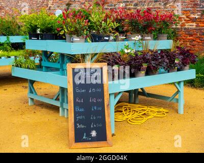 Vente d'usine dans le jardin formel dans le jardin clos de Kirkleatham Banque D'Images