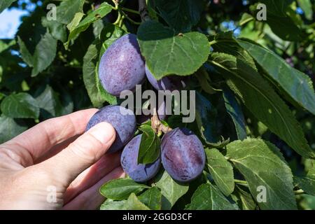 Les doigts de la main d'une femme cueissent des prunes mûres d'un prunier Banque D'Images