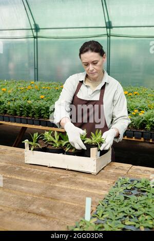 Fermier ganté en vêtements de travail mettant des pots avec des semis dans une boîte en bois tout en se tenant près de la table Banque D'Images
