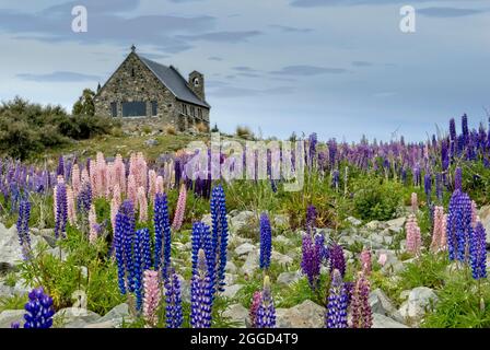 Lupins sauvages en face de l'église du bon Berger au lac Tekapo Alpes du Sud Île du Sud Nouvelle-Zélande Banque D'Images