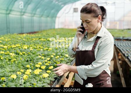 Comfident jardinier en vêtements de travail parlant sur smartphone et regardant les fleurs jaunes marigold Banque D'Images