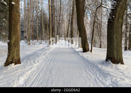 Route piétonne d'hiver au milieu du parc de l'épinette avec des perdrides de neige sur le côté de la route Banque D'Images