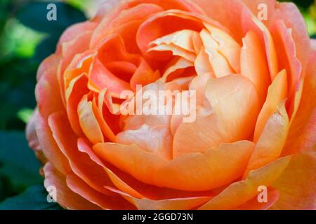 Gros plan d'un beau arbuste de couleur orange Rose fleur Banque D'Images