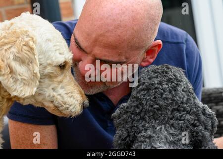 Un homme à tête blanche montrant de l'affection envers ses deux chiens Labradoodle Banque D'Images