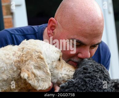 Un homme à tête blanche montrant de l'affection envers ses deux chiens Labradoodle Banque D'Images