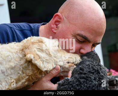 Un homme à tête blanche montrant de l'affection envers ses deux chiens Labradoodle Banque D'Images