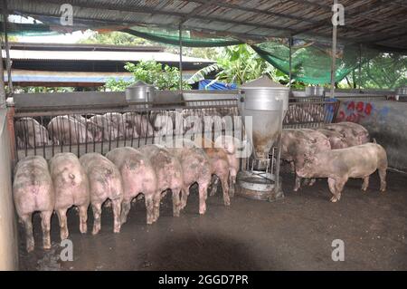 ferme porcine de l'agriculteur, troupeau de porcs mange de la nourriture Banque D'Images