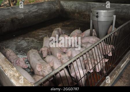 ferme porcine de l'agriculteur, troupeau de porcs mange de la nourriture Banque D'Images