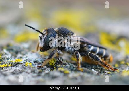 Gros plan latéral sur une abeille femelle à queue dorée, Lithurus chrysurus Banque D'Images