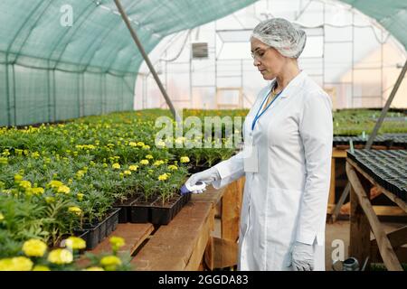 Scientifique ou biologiste femelle tenant un thermomètre électronique par des plantules de marigold poussant dans de petits pots Banque D'Images