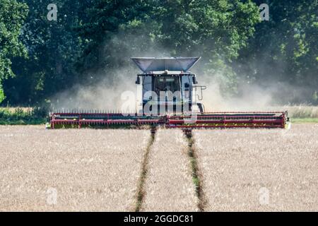 Récolte de céréales dans Norfolk avec moissonneuse-batteuse Claas Lexion 8900. Banque D'Images