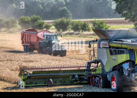 Moissonneuse-batteuse Claas Lexion 8900 récolte de céréales à Norfolk avec tracteur et remorque. Banque D'Images