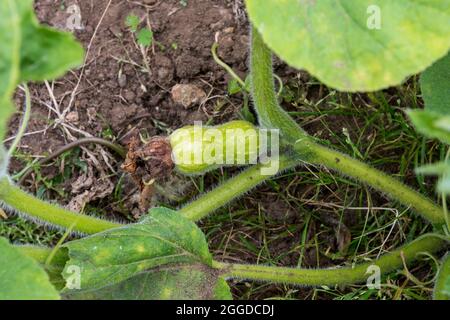 La jeune courge musquée, Cucurbita moschata, commence à se développer sur la plante. Banque D'Images