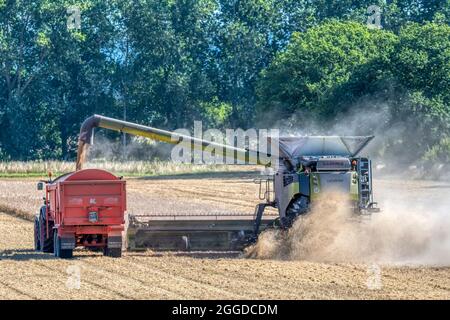 Moissonneuse-batteuse Claas Lexion 8900 travaillant et déchargeant le grain vers un tracteur et une remorque à Norfolk, Royaume-Uni. Banque D'Images