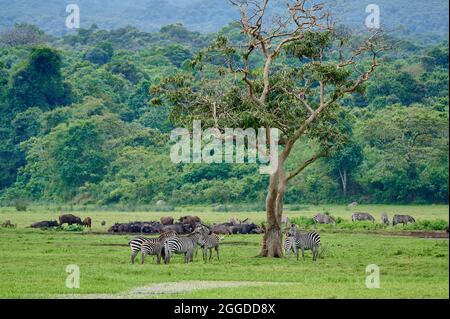 Zèbre des plaines (Equus quagga) et buffle africain ou buffle du Cap (Syncerus caffer) à Little Serengeti, Parc national d'Arusha, Tanzanie, Afrique Banque D'Images