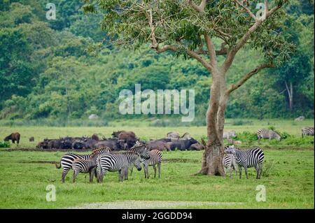 Zèbre des plaines (Equus quagga) et buffle africain ou buffle du Cap (Syncerus caffer) à Little Serengeti, Parc national d'Arusha, Tanzanie, Afrique Banque D'Images