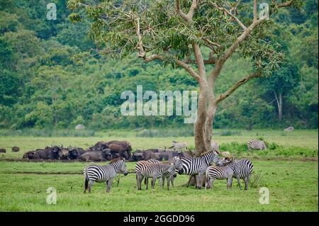 Zèbre des plaines (Equus quagga) et buffle africain ou buffle du Cap (Syncerus caffer) à Little Serengeti, Parc national d'Arusha, Tanzanie, Afrique Banque D'Images